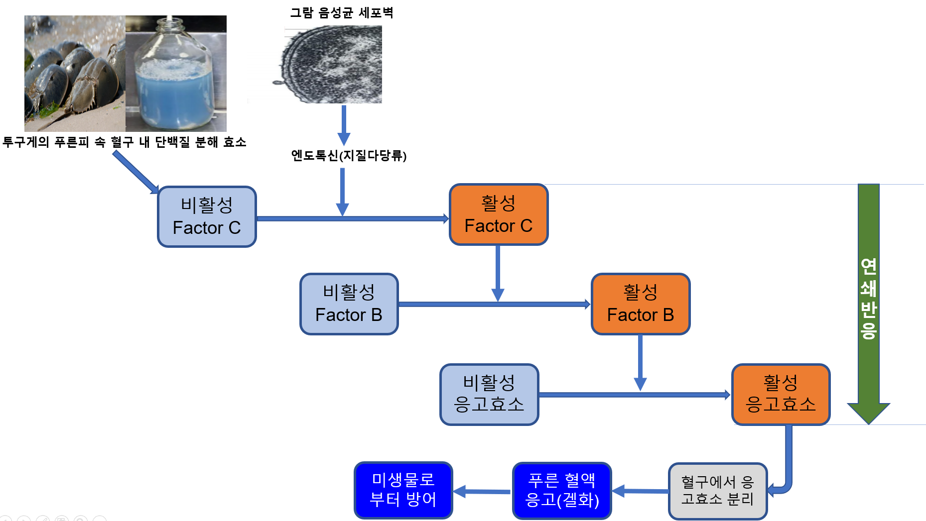 Endotoxin 반응 메카니즘.PNG