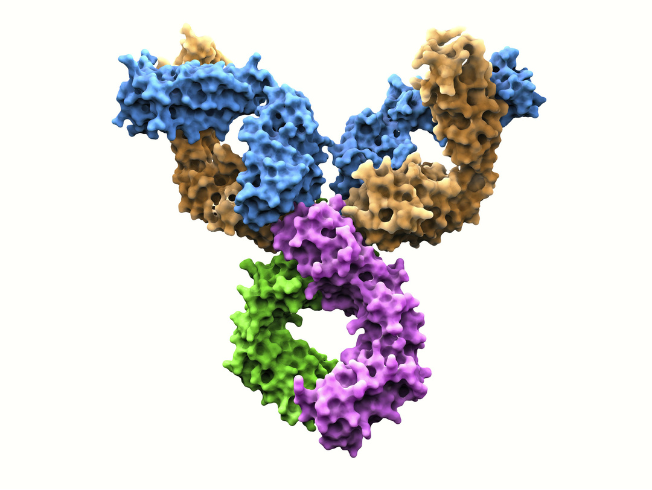 Monoclonal antibody-1.png