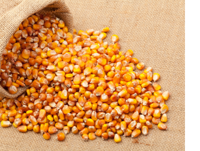 Maize-2.png